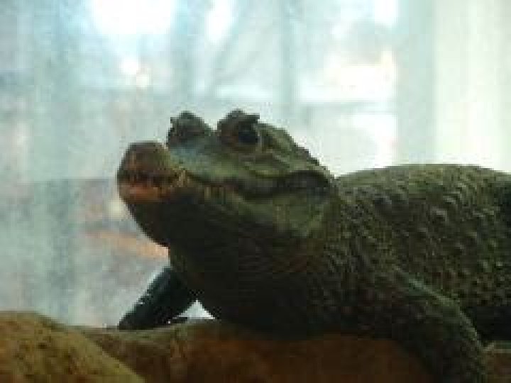 ニシアフリカのコビトワニは何者？生息域・特徴・保全を整理